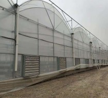 如何設計連棟大棚通風系統？